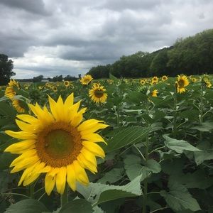 Meet your Posher, Cassandra